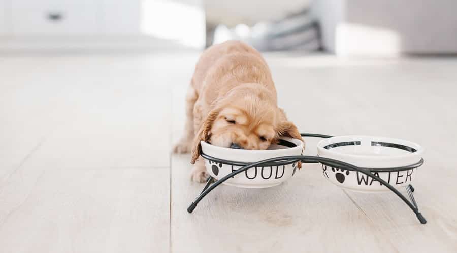 Promos Wanimo Boutique -Promos Wanimo Boutique Cocker Spaniel Puppy Eating Dog Food