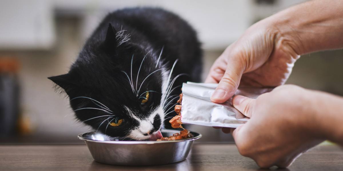 Promos Wanimo Boutique -Promos Wanimo Boutique Man feeding his hungry cat