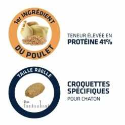 ADVANCE Kitten -Promos Wanimo Boutique advance kitten kitten 2