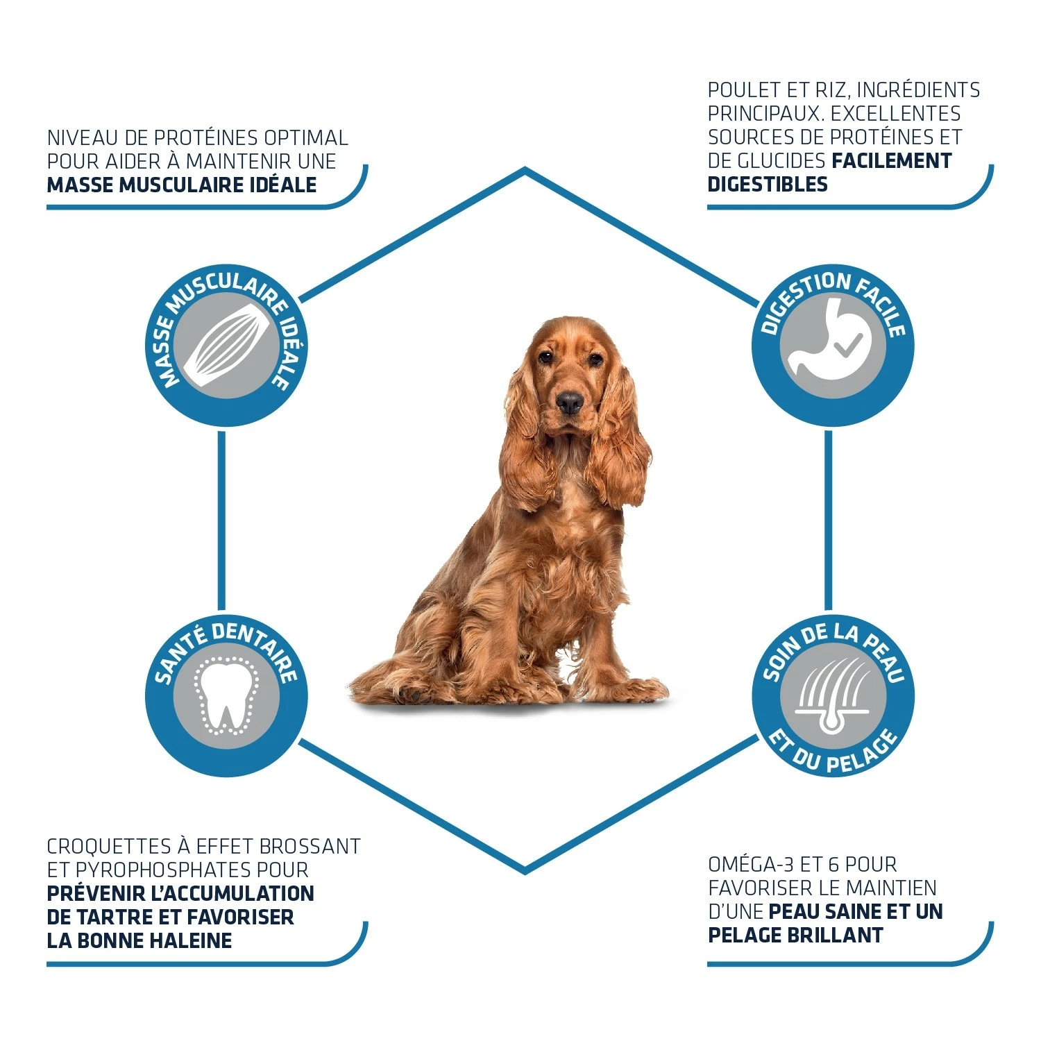 ADVANCE Medium Adult 2 ADVANCE Medium Adult – Image 2