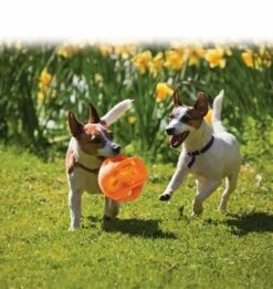 KONG Ballon Jumbler 12 KONG Ballon Jumbler -Promos Wanimo Boutique ballon jumbler kong 5