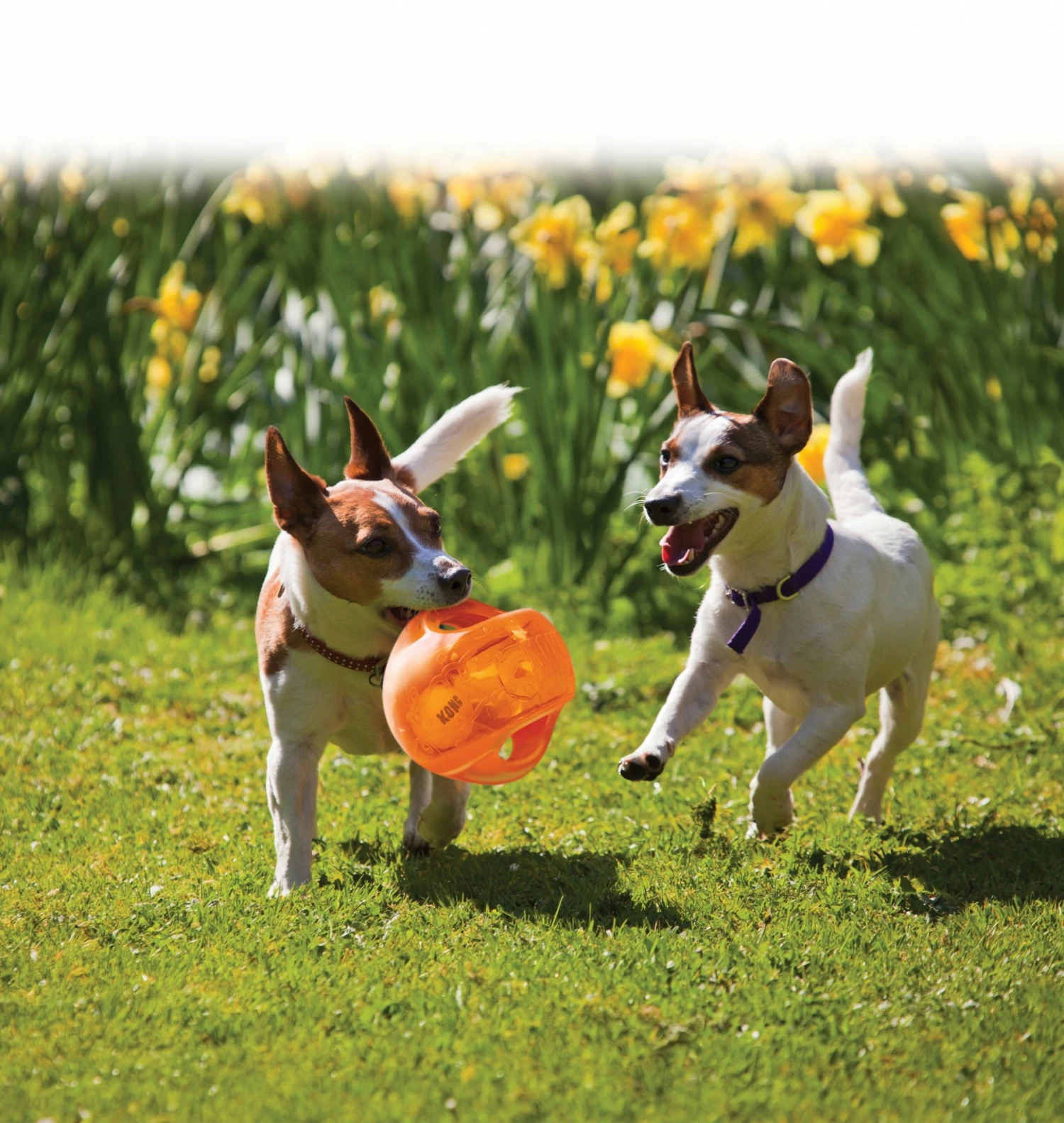 KONG Ballon Jumbler 6 KONG Ballon Jumbler – Image 6