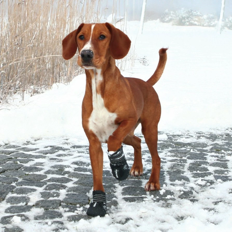 Trixie Bottes De Protection Walker Active 4 Trixie Bottes De Protection Walker Active – Image 4