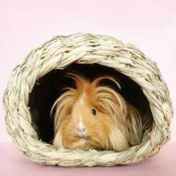 OXBOW Cachette Timothy Bungalow