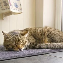 Chatière électronique DualScan™ SureFlap -Promos Wanimo Boutique chatiere electronique dualscan sureflap sure petcare 8