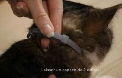 Collier Antiparasitaire Seresto Chat -Promos Wanimo Boutique collier antiparasitaire seresto chat elanco 3