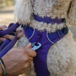 Ruffwear Collier Front Range - Violet -Promos Wanimo Boutique collier front range violet ruffwear 3