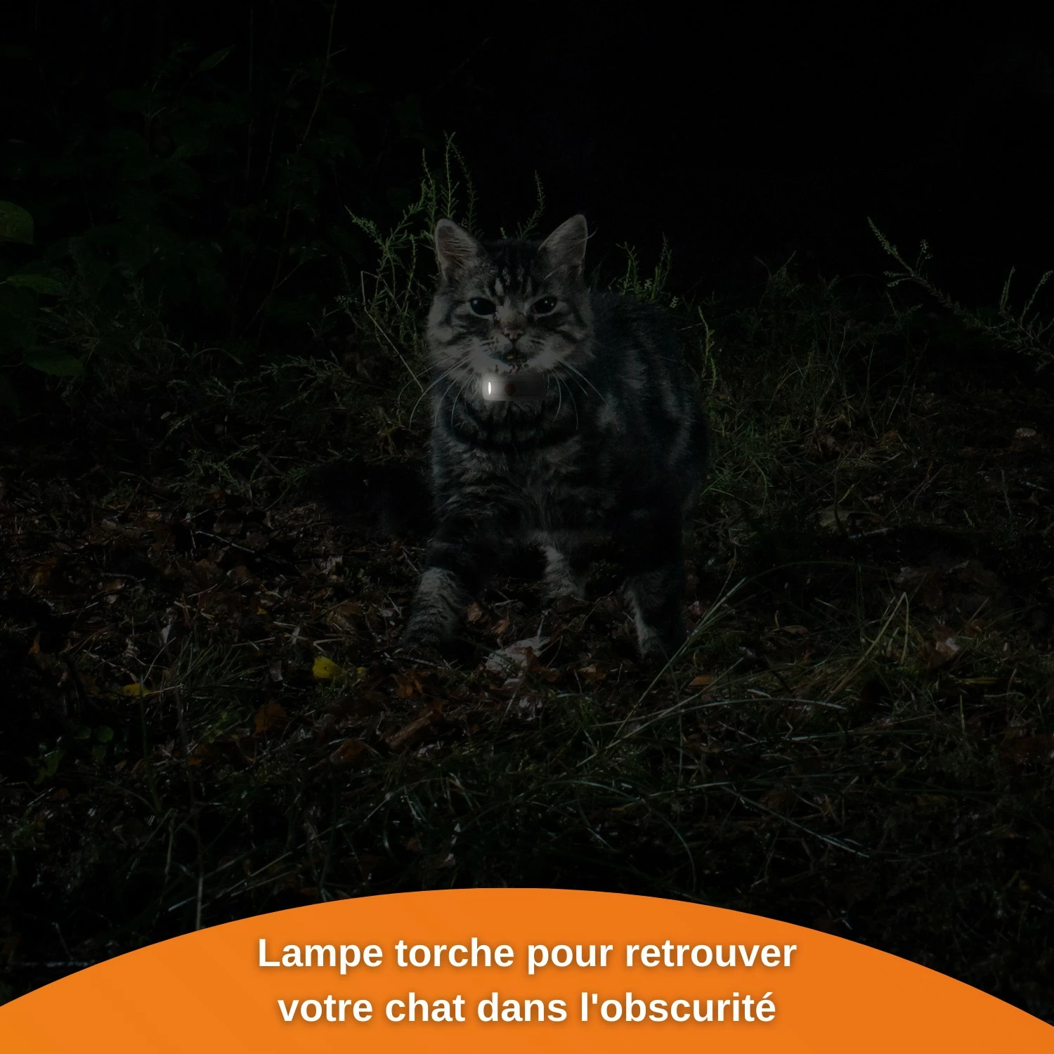 Collier GPS Wennect XS Cats - Blanc 9 Collier GPS Wennect XS Cats - Blanc – Image 9