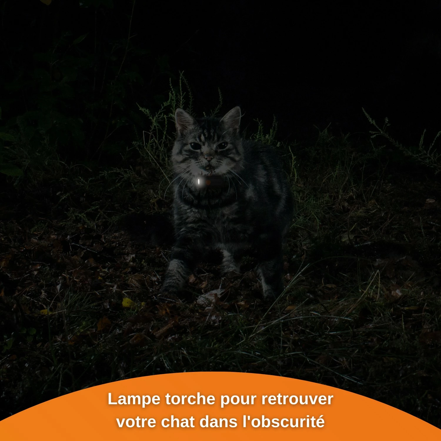 Collier GPS Wennect XS Cats - Noir 9 Collier GPS Wennect XS Cats - Noir – Image 9