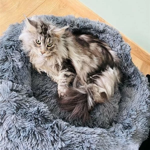 Corbeille Cocoon Anthracite 2 Corbeille Cocoon Anthracite – Image 2