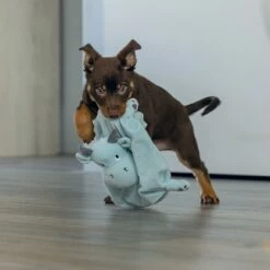 Beeztees Doudou Dragon 5 Beeztees Doudou Dragon -Promos Wanimo Boutique doudou dragon beeztees 2