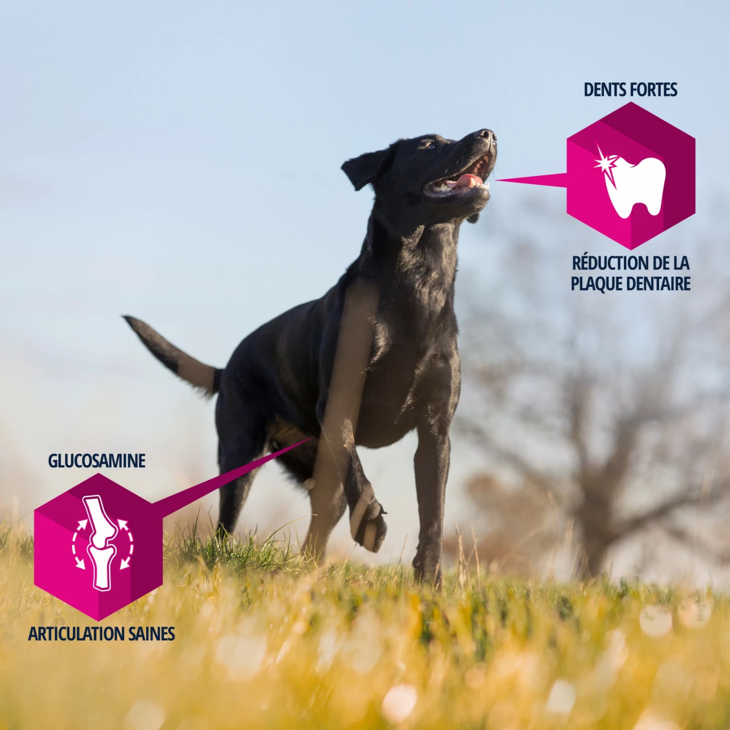 Eukanuba Adult Large Breed - Agneau Et Riz 6 Eukanuba Adult Large Breed - Agneau Et Riz – Image 6