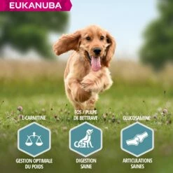 Eukanuba Adult Small & Medium Breed - Saumon Et Orge -Promos Wanimo Boutique eukanuba adult small medium breed saumon et orge 1 2