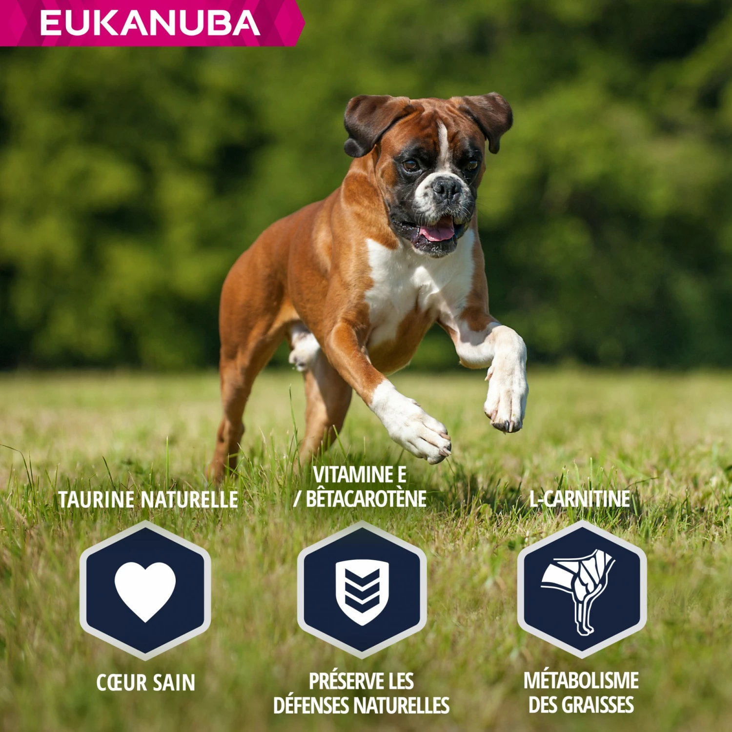 Eukanuba Breed Specific Boxer 4 Eukanuba Breed Specific Boxer – Image 4