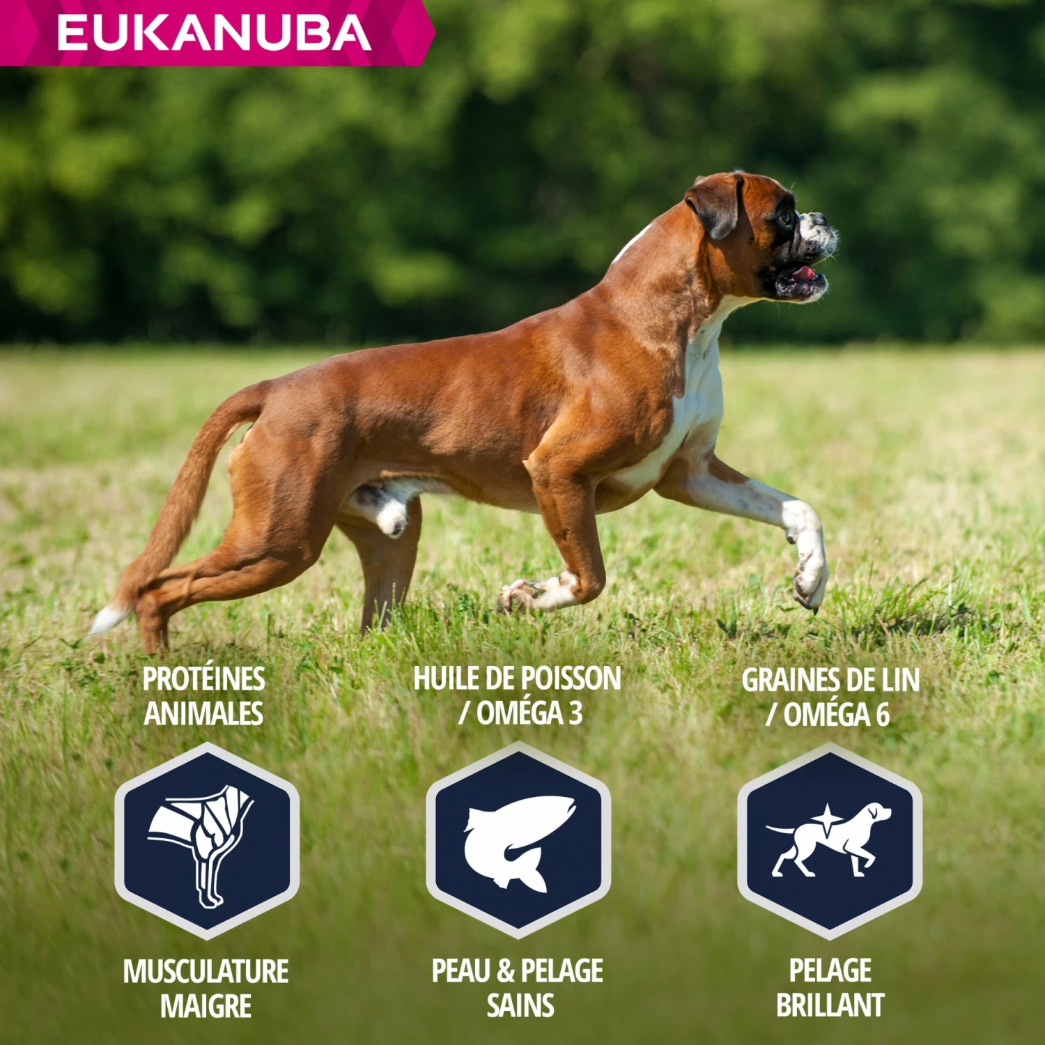 Eukanuba Breed Specific Boxer 5 Eukanuba Breed Specific Boxer – Image 5