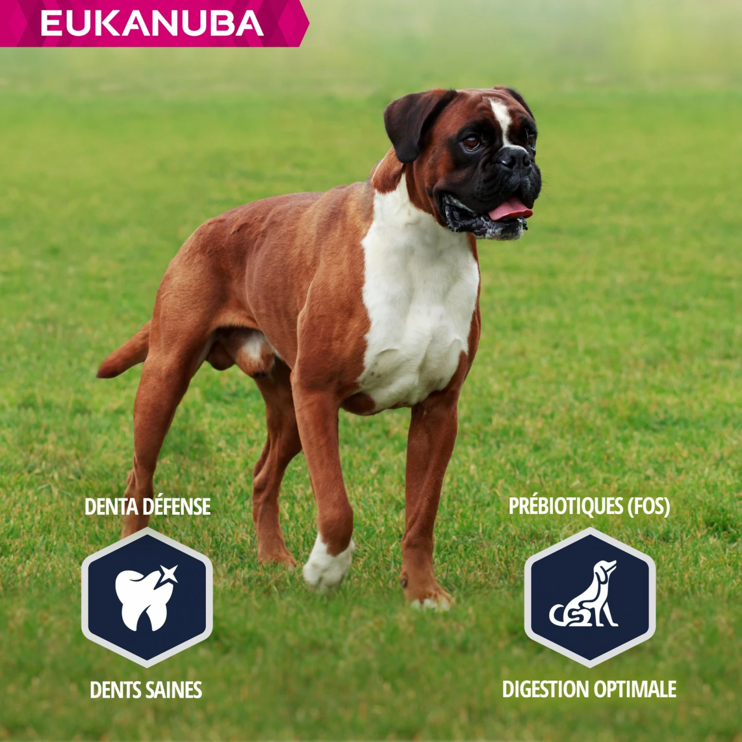 Eukanuba Breed Specific Boxer 6 Eukanuba Breed Specific Boxer – Image 6