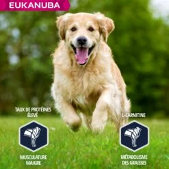 Eukanuba Breed Specific Golden Retriever 11 Eukanuba Breed Specific Golden Retriever -Promos Wanimo Boutique eukanuba breed specific golden retriever 1 3