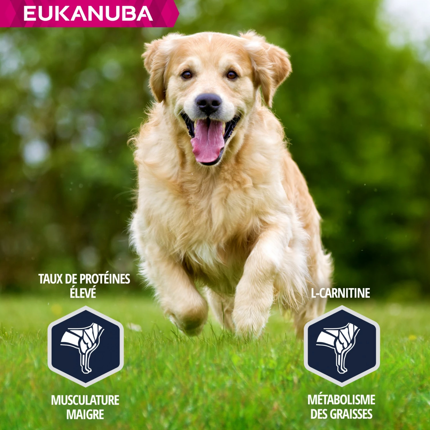 Eukanuba Breed Specific Golden Retriever 4 Eukanuba Breed Specific Golden Retriever – Image 4