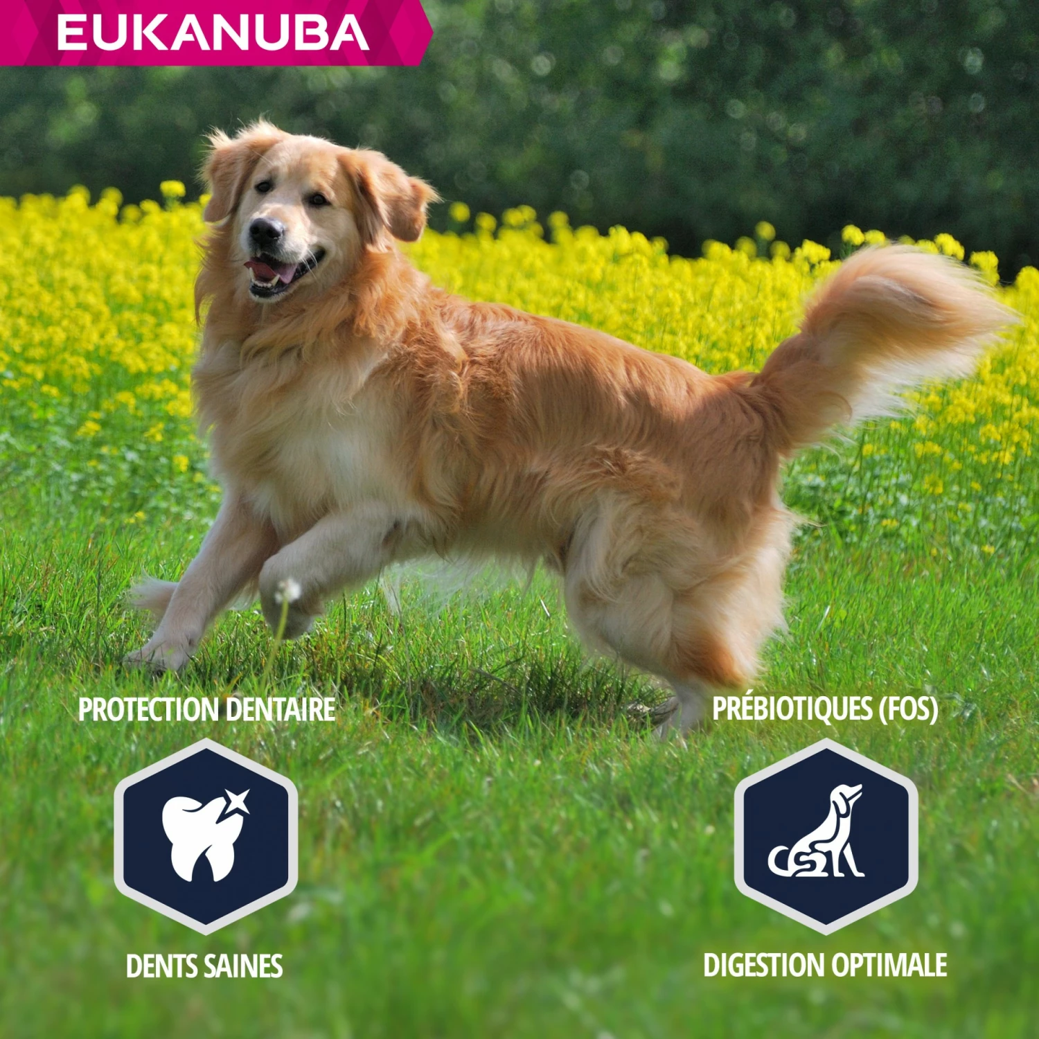 Eukanuba Breed Specific Golden Retriever 5 Eukanuba Breed Specific Golden Retriever – Image 5
