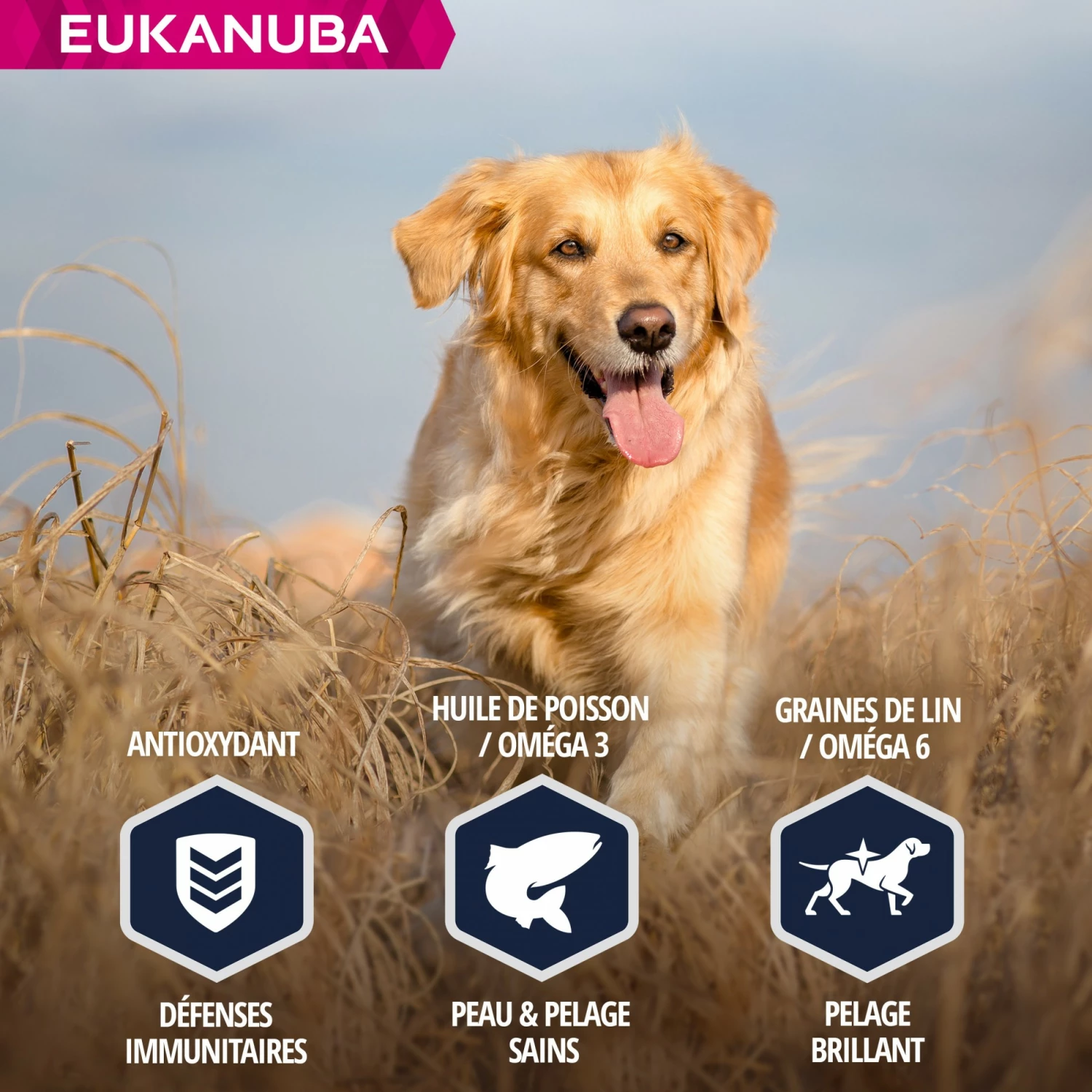 Eukanuba Breed Specific Golden Retriever 6 Eukanuba Breed Specific Golden Retriever – Image 6