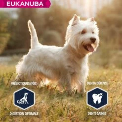 Eukanuba Breed Specific West Highland White Terriers 12 Eukanuba Breed Specific West Highland White Terriers -Promos Wanimo Boutique eukanuba breed specific west highland white terriers 1 3