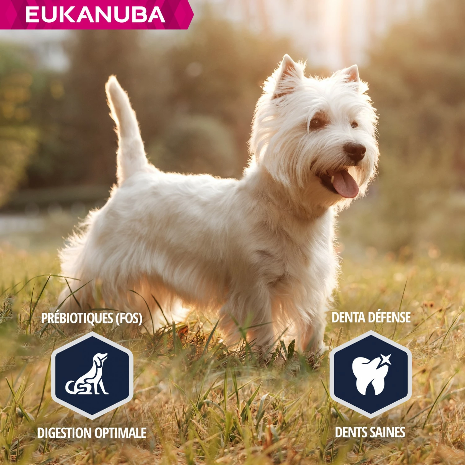 Eukanuba Breed Specific West Highland White Terriers 4 Eukanuba Breed Specific West Highland White Terriers – Image 4