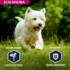 Eukanuba Breed Specific West Highland White Terriers 13 Eukanuba Breed Specific West Highland White Terriers -Promos Wanimo Boutique eukanuba breed specific west highland white terriers 1 4