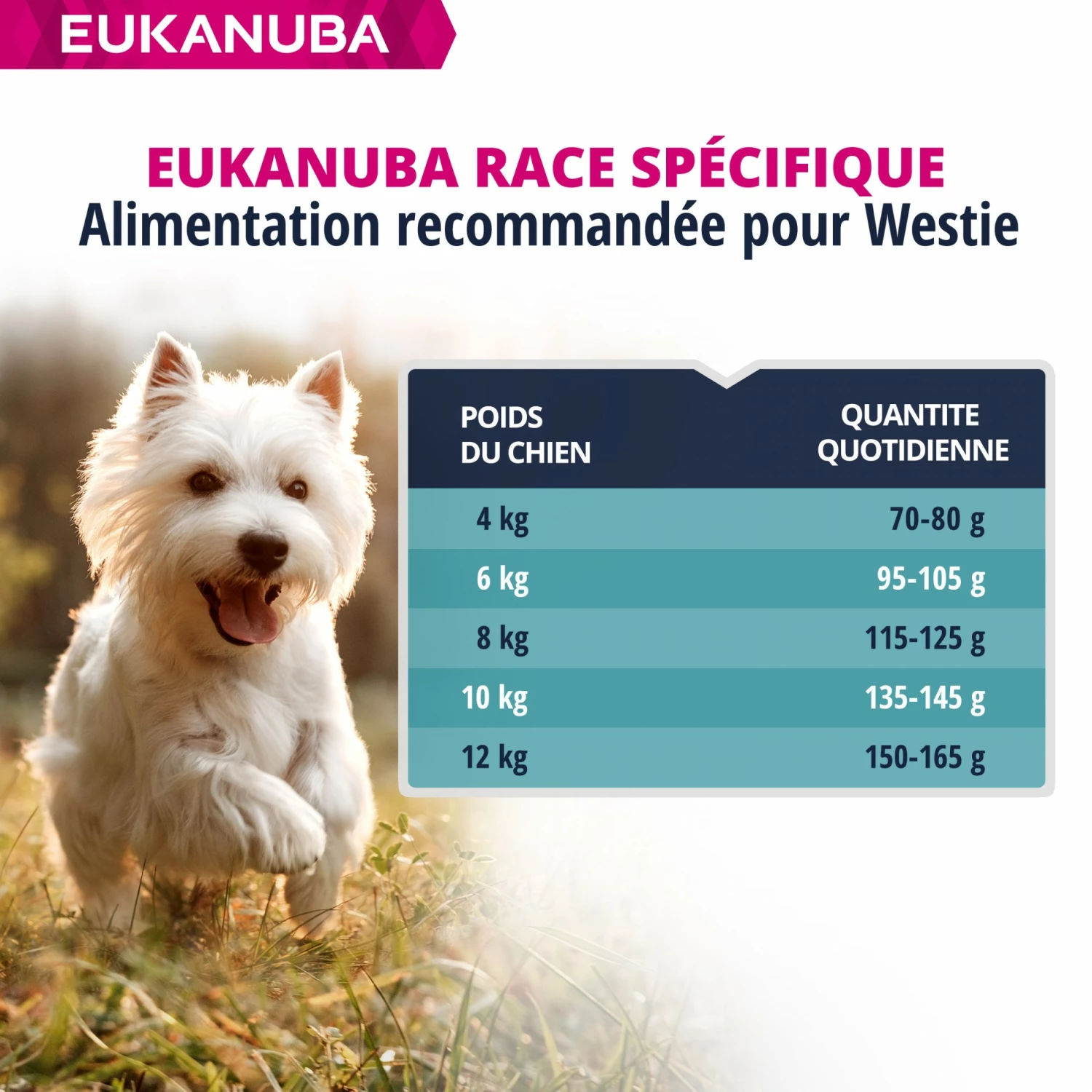 Eukanuba Breed Specific West Highland White Terriers 7 Eukanuba Breed Specific West Highland White Terriers – Image 7