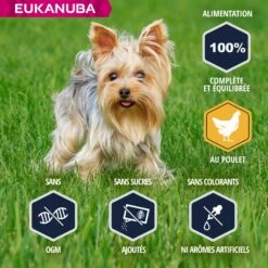 Eukanuba Breed Specific Yorkshire Terrier -Promos Wanimo Boutique eukanuba breed specific yorkshire terrier 1 2