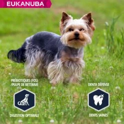 Eukanuba Breed Specific Yorkshire Terrier -Promos Wanimo Boutique eukanuba breed specific yorkshire terrier 1 3