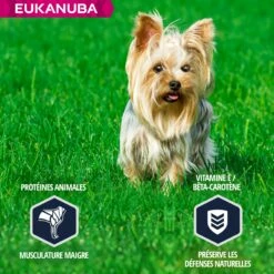 Eukanuba Breed Specific Yorkshire Terrier -Promos Wanimo Boutique eukanuba breed specific yorkshire terrier 1 4