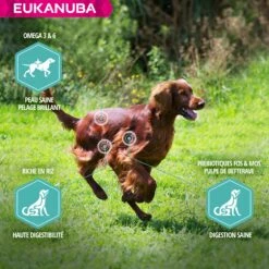 Eukanuba Daily Care Sensitive Digestion -Promos Wanimo Boutique eukanuba daily care sensitive digestion 1 2