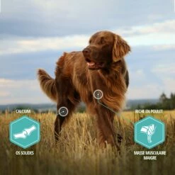 Eukanuba Daily Care Sensitive Digestion -Promos Wanimo Boutique eukanuba daily care sensitive digestion 1 3