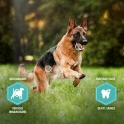 Eukanuba Daily Care Sensitive Digestion -Promos Wanimo Boutique eukanuba daily care sensitive digestion 1 4