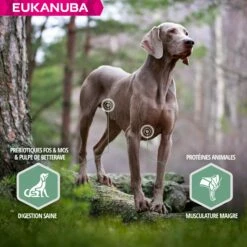Eukanuba Daily Care Sensitive Joints -Promos Wanimo Boutique eukanuba daily care sensitive joints 1 3