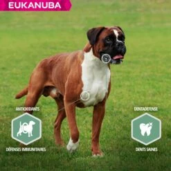 Eukanuba Daily Care Sensitive Joints -Promos Wanimo Boutique eukanuba daily care sensitive joints 1 4