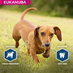 Eukanuba Daily Care Sterilized & Overweight -Promos Wanimo Boutique eukanuba daily care sterilized overweight 1 4