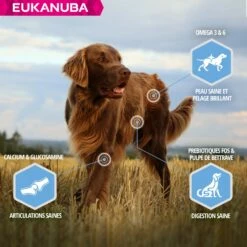 Eukanuba Daily Care Weight Control Large Breed -Promos Wanimo Boutique eukanuba daily care weight control large breed 1 3