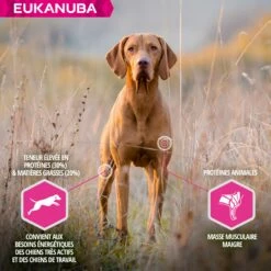 Eukanuba Daily Care Working & Endurance -Promos Wanimo Boutique eukanuba daily care working endurance 1 2