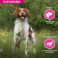 Eukanuba Daily Care Working & Endurance -Promos Wanimo Boutique eukanuba daily care working endurance 1 3