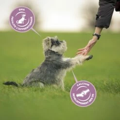 Eukanuba Growing Puppy Medium Breed - Poulet -Promos Wanimo Boutique eukanuba growing puppy medium breed poulet 1 5