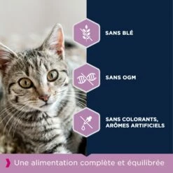 Eukanuba Kitten -Promos Wanimo Boutique eukanuba kitten 1 2