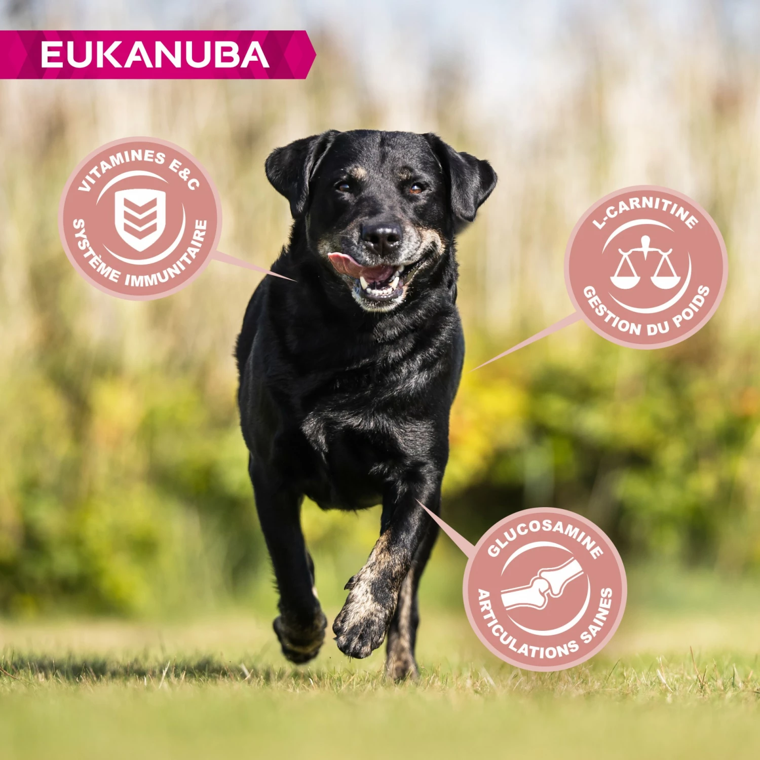 Eukanuba Senior Large Breed 4 Eukanuba Senior Large Breed – Image 4