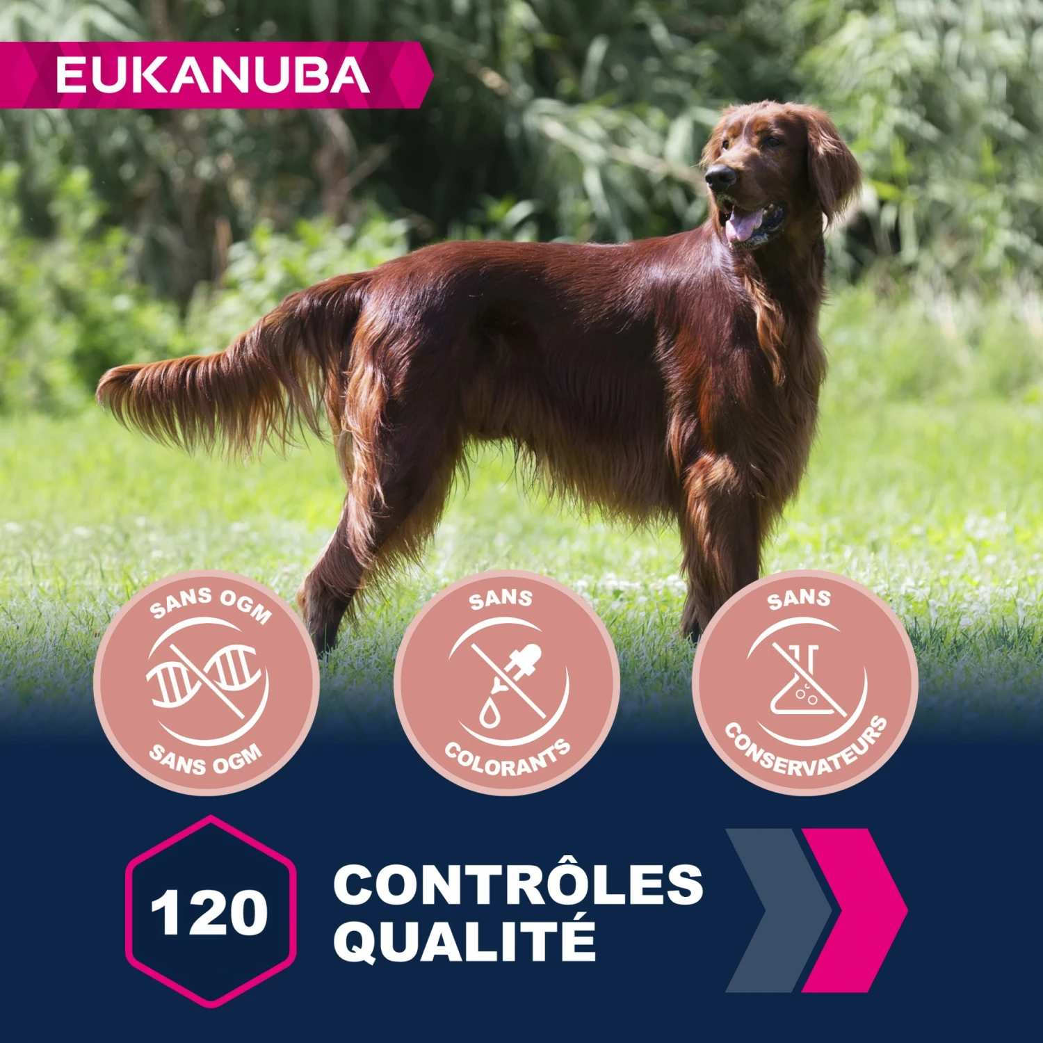 Eukanuba Senior Large Breed 5 Eukanuba Senior Large Breed – Image 5