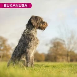 Eukanuba Senior Large Breed 13 Eukanuba Senior Large Breed -Promos Wanimo Boutique eukanuba senior large breed 1 6