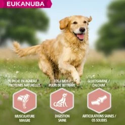 Eukanuba Senior Large Breed - Agneau Et Riz -Promos Wanimo Boutique eukanuba senior large breed agneau et riz 1 3