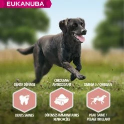 Eukanuba Senior Large Breed - Agneau Et Riz -Promos Wanimo Boutique eukanuba senior large breed agneau et riz 1 4