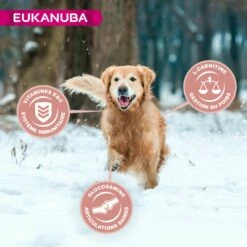 Eukanuba Senior Medium Breed - Poulet -Promos Wanimo Boutique eukanuba senior medium breed poulet 1 3