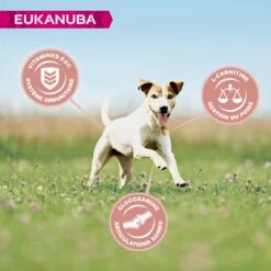 Eukanuba Senior Small Breed - Poulet -Promos Wanimo Boutique eukanuba senior small breed poulet 1 3