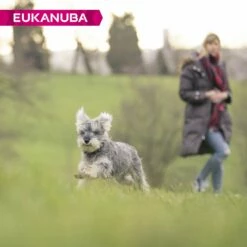 Eukanuba Senior Small Breed - Poulet -Promos Wanimo Boutique eukanuba senior small breed poulet 1 6